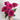 Belles Rives Rose | Velvet Carmine Cut-Flower Garden Rose - Belles Rives Rose 08