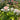 Blush Veranda Rose – Compact Cream & Blush Pink Shrub Rose for Balconies and Borders - Blush Veranda Rose 08