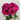 Belles Rives Rose | Velvet Carmine Cut-Flower Garden Rose - Belles Rives Rose 07