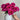 Belles Rives Rose | Velvet Carmine Cut-Flower Garden Rose - Belles Rives Rose 09
