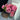 Bienvenue Rose – Fragrant Large Climbing Rose for Arches & Walls - Bienvenue Rose 08