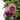 Bienvenue Rose – Fragrant Large Climbing Rose for Arches & Walls - Bienvenue Rose 09