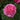 Abdel Shrub Rose Plant with bright pink cup-shaped blooms in a sunny garden border