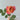 Baby Romantica Rose | Bicolor Repeat-Blooming Shrub Rose - Baby Romantica Rose 07
