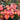 Baby Romantica Cl Rose | Climbing Bicolor Garden Rose - Baby Romantica Cl Rose 07