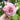Bienvenue Rose – Fragrant Large Climbing Rose for Arches & Walls - Bienvenue Rose 07