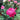 Accademia Rose – Elegant Garden Rose - Accademia 03