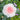 Blush Veranda Rose – Compact Cream & Blush Pink Shrub Rose for Balconies and Borders - Blush Veranda Rose 09