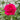 Belles Rives Rose | Velvet Carmine Cut-Flower Garden Rose - Belles Rives Rose 10