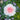 Blush Veranda Rose – Compact Cream & Blush Pink Shrub Rose for Balconies and Borders - Blush Veranda Rose 07