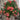 Bico Baby Romantica Rose – Long-Lasting Bicolor Garden Rose - Bico Romantica Rose 07