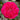 Accademia Rose – Elegant Garden Rose - Accademia 02