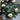 Bolero Rose – Strongly Fragrant Floribunda Shrub Rose for Balconies and Borders - Bolero Rose 07