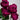Autumn Rouge Rose – Color-Changing Fragrant Garden Rose - Autumn Rouge Rose 09