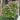 Aunt Margy's Rose (玛姬婶婶) | Fragrant Miniature Polyantha Rose - Aunt Margy's Rose 07
