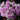Blue Moon Stone Rose – Fairy-Like Blue-Purple Garden Rose - Blue Moon Stone Rose 07