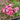 Aoi Rose – Vintage Mauve Floribunda Shrub Rose - Aoi Rose 09