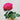 Accademia Rose – Elegant Garden Rose - Accademia 01