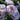 Blue Bajou Rose – Rare Blue-Toned Floribunda Garden Rose - Blue Bajou Rose 09