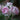 Blue Bajou Rose – Rare Blue-Toned Floribunda Garden Rose - Blue Bajou Rose 07