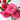 Abdel Shrub Rose Plant – Elegant Garden Rose with Repeat Blooms - Abdel Shrub Rose Plant 07