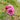 Aoi Rose – Vintage Mauve Floribunda Shrub Rose - Aoi Rose 08