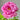 Minato Asahi Peony bloom – radiant sunrise tones of pink and coral, symbolizing hope and vitality.