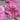 Minato Asahi Peony bloom – radiant sunrise tones of pink and coral, symbolizing hope and vitality.