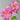 Minato Asahi Peony bloom – radiant sunrise tones of pink and coral, symbolizing hope and vitality.