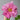 Minato Asahi Peony bloom – radiant sunrise tones of pink and coral, symbolizing hope and vitality.