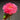 Minato Asahi Peony bloom – radiant sunrise tones of pink and coral, symbolizing hope and vitality.